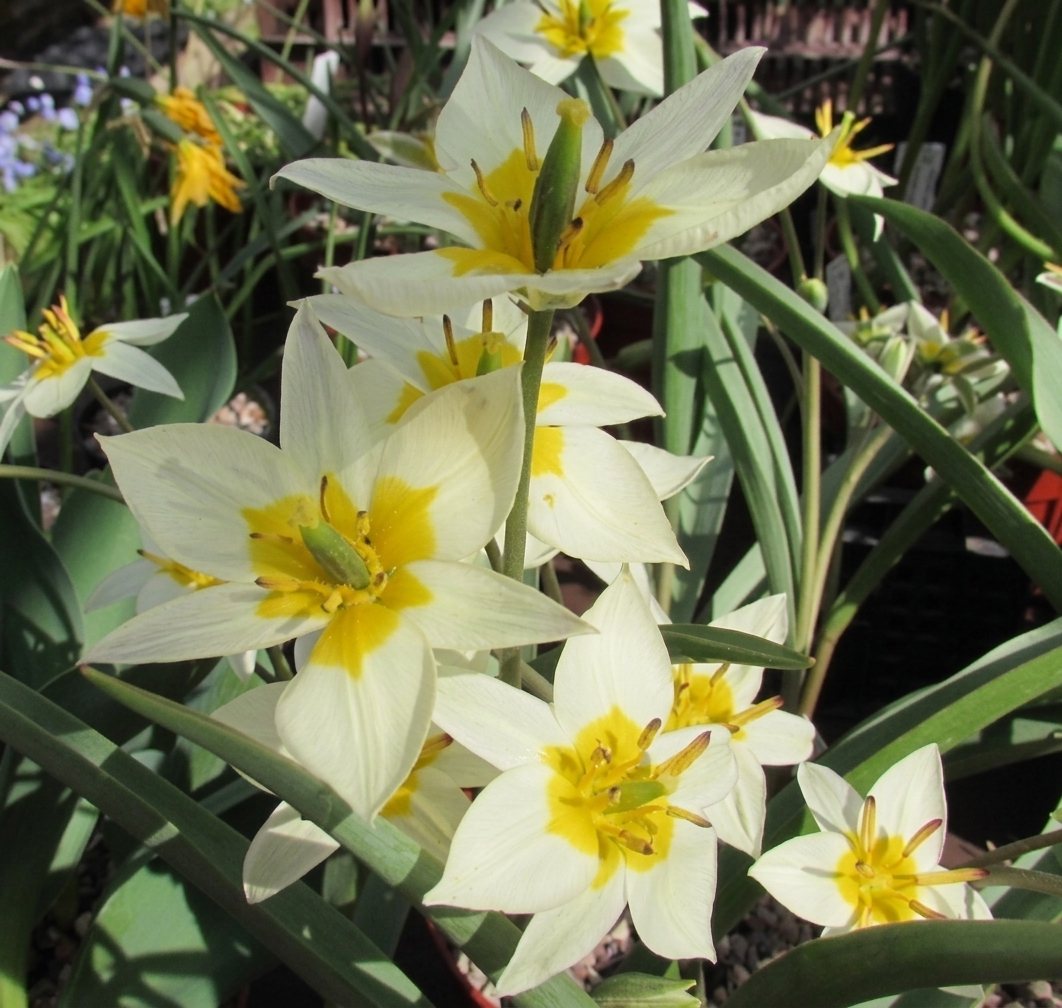 Tulipa turkestanica